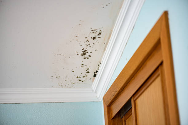 Best Commercial Mold Remediation in Craig, CO